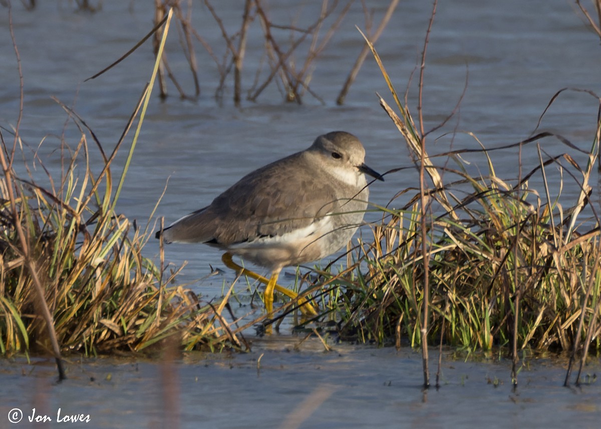 White-tailed Lapwing - ML616948145