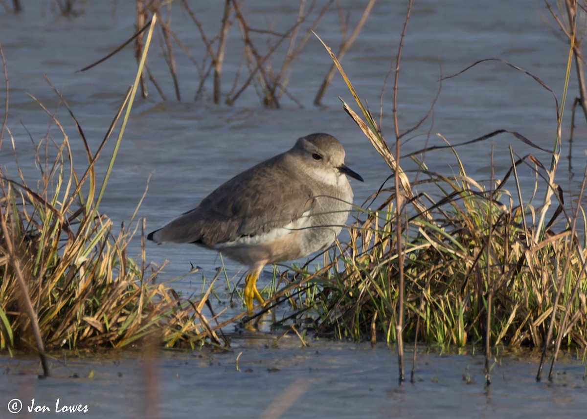 White-tailed Lapwing - ML616948146