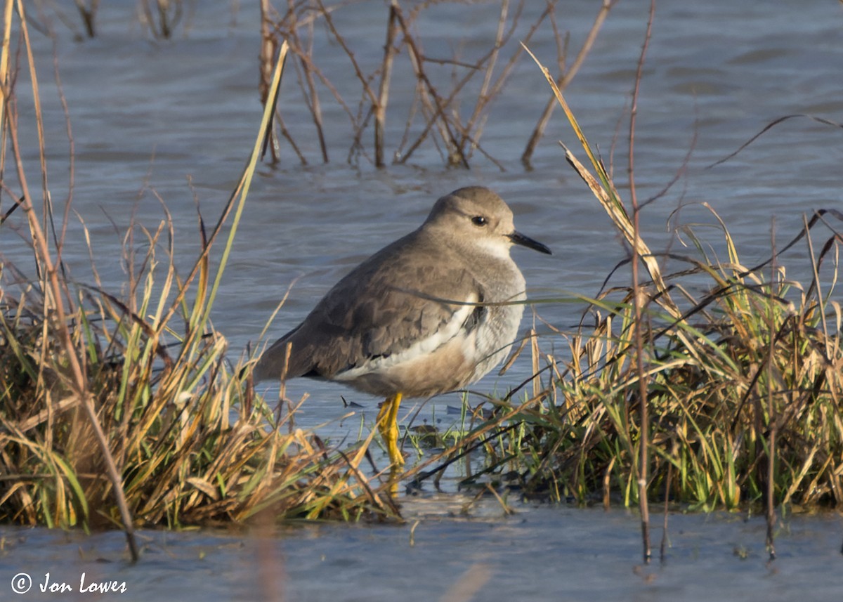 White-tailed Lapwing - ML616948148