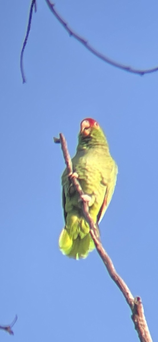 Red-crowned Parrot - ML616948152