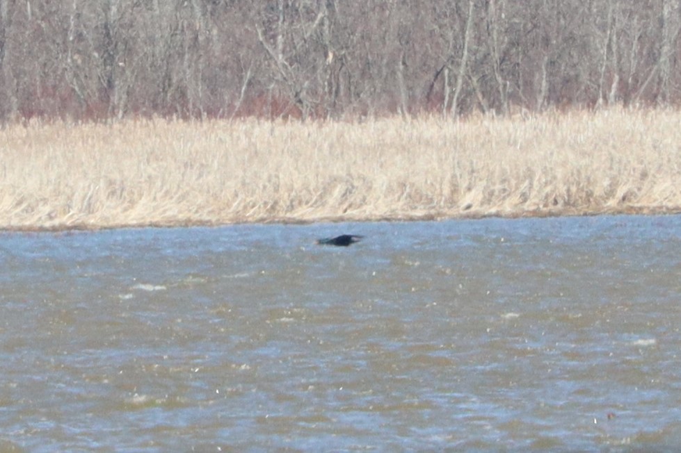 Double-crested Cormorant - ML616948170