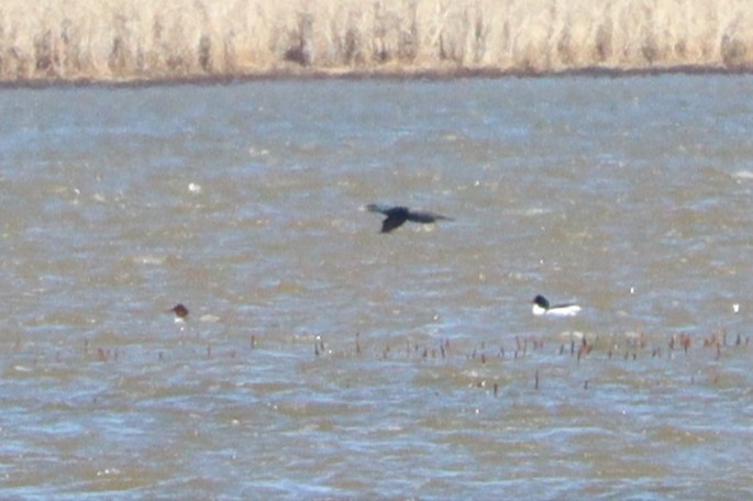 Double-crested Cormorant - ML616948171