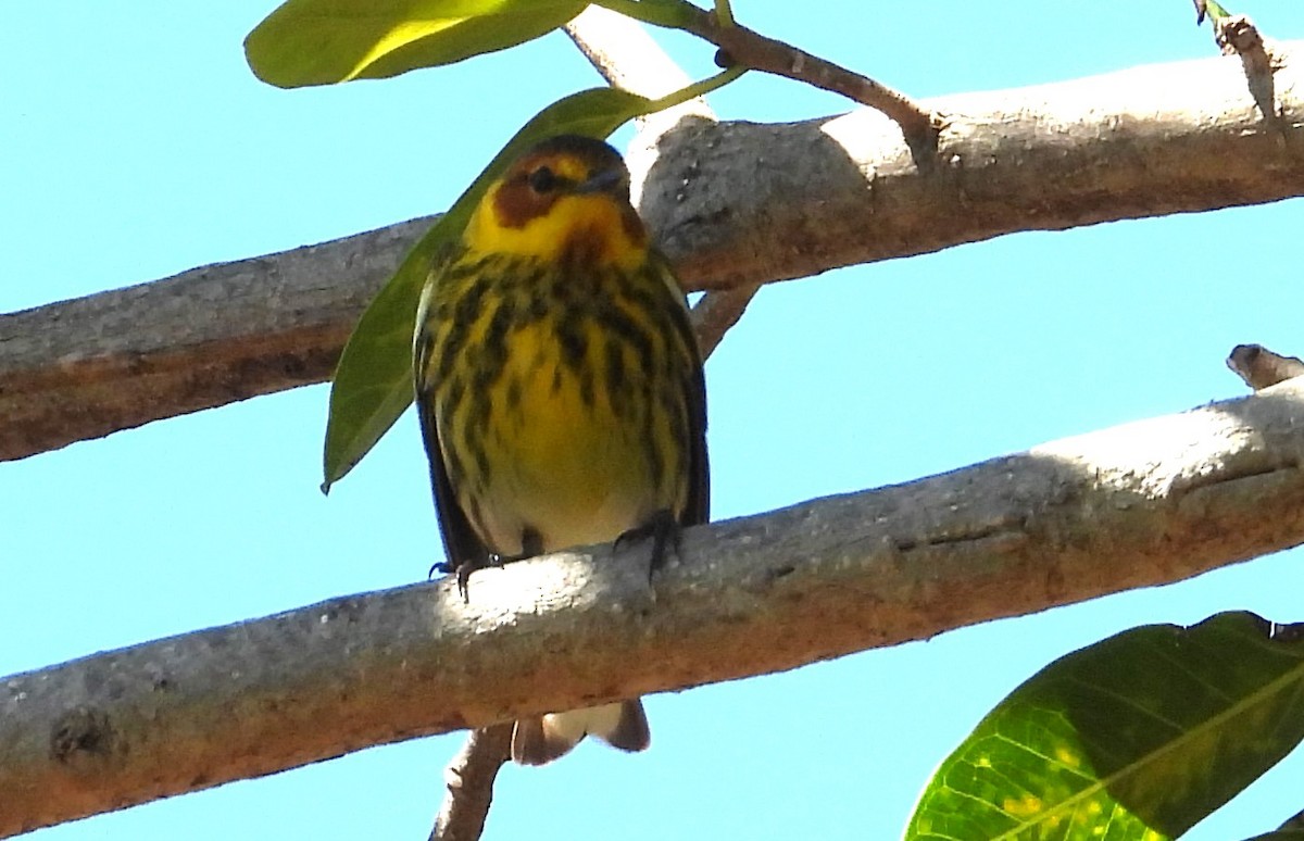 Cape May Warbler - ML616948180