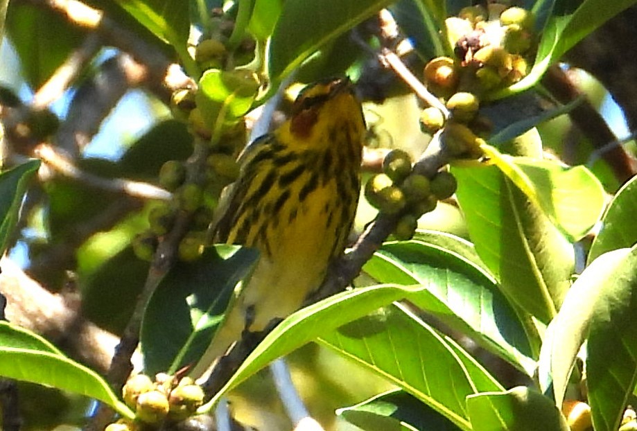 Cape May Warbler - ML616948182