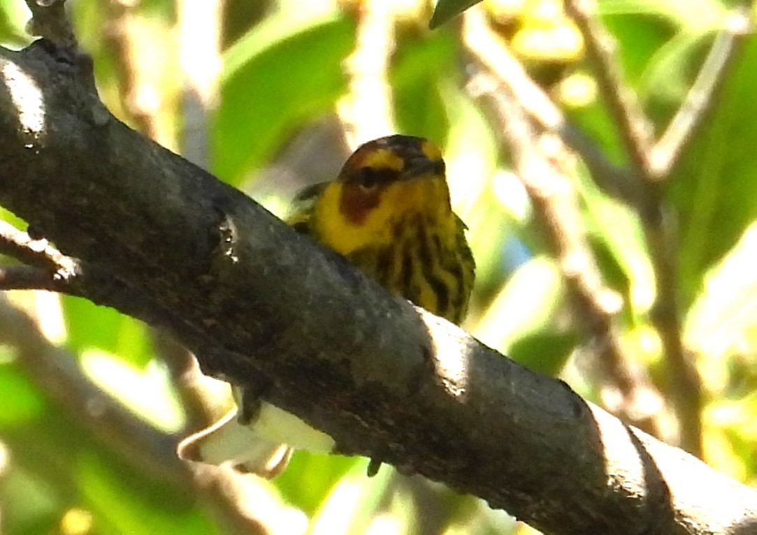 Cape May Warbler - ML616948183