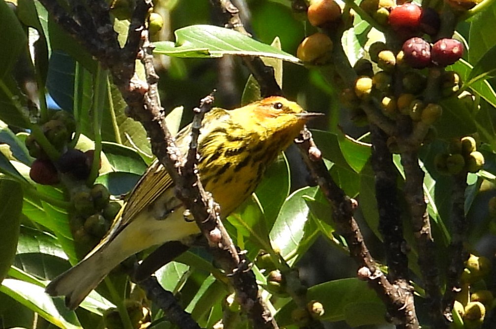 Cape May Warbler - ML616948184