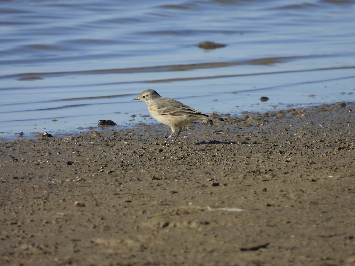 American Pipit - Kathleen Dvorak