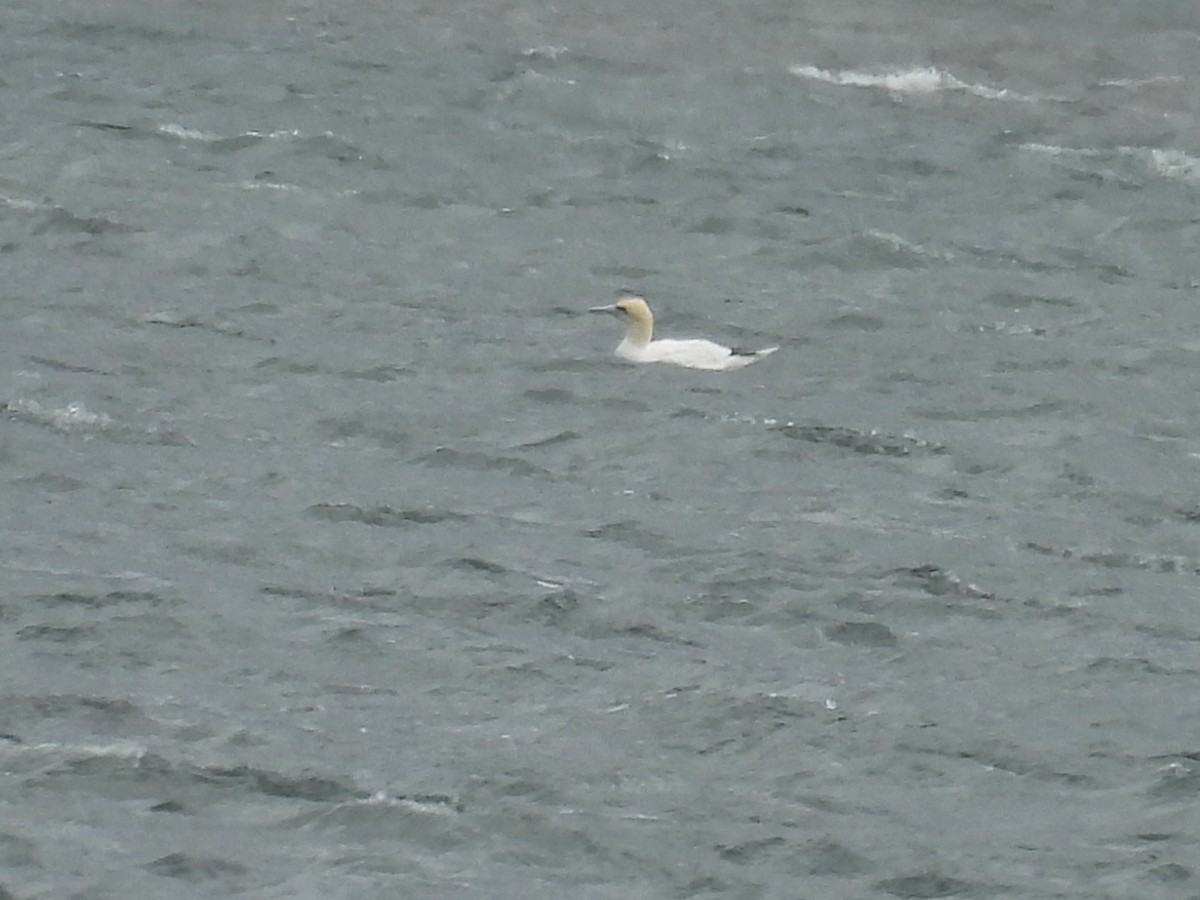 Northern Gannet - ML616948236