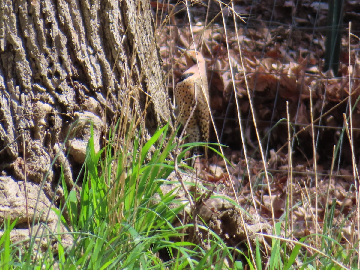 Northern Flicker - ML616948244