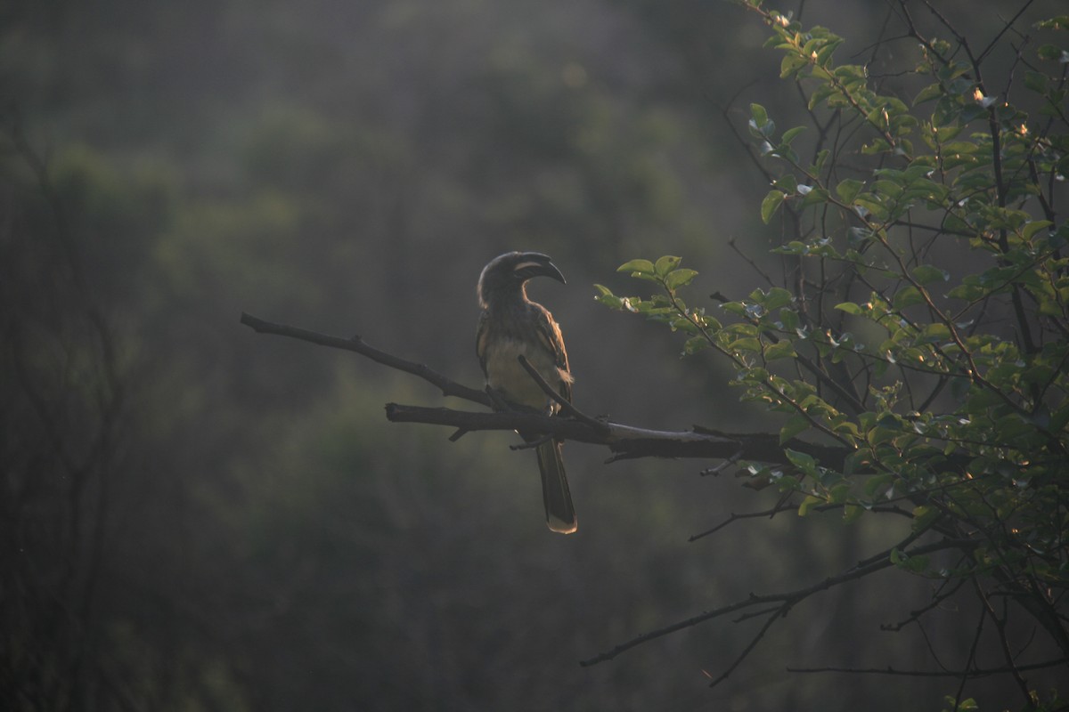 African Gray Hornbill - ML616948249