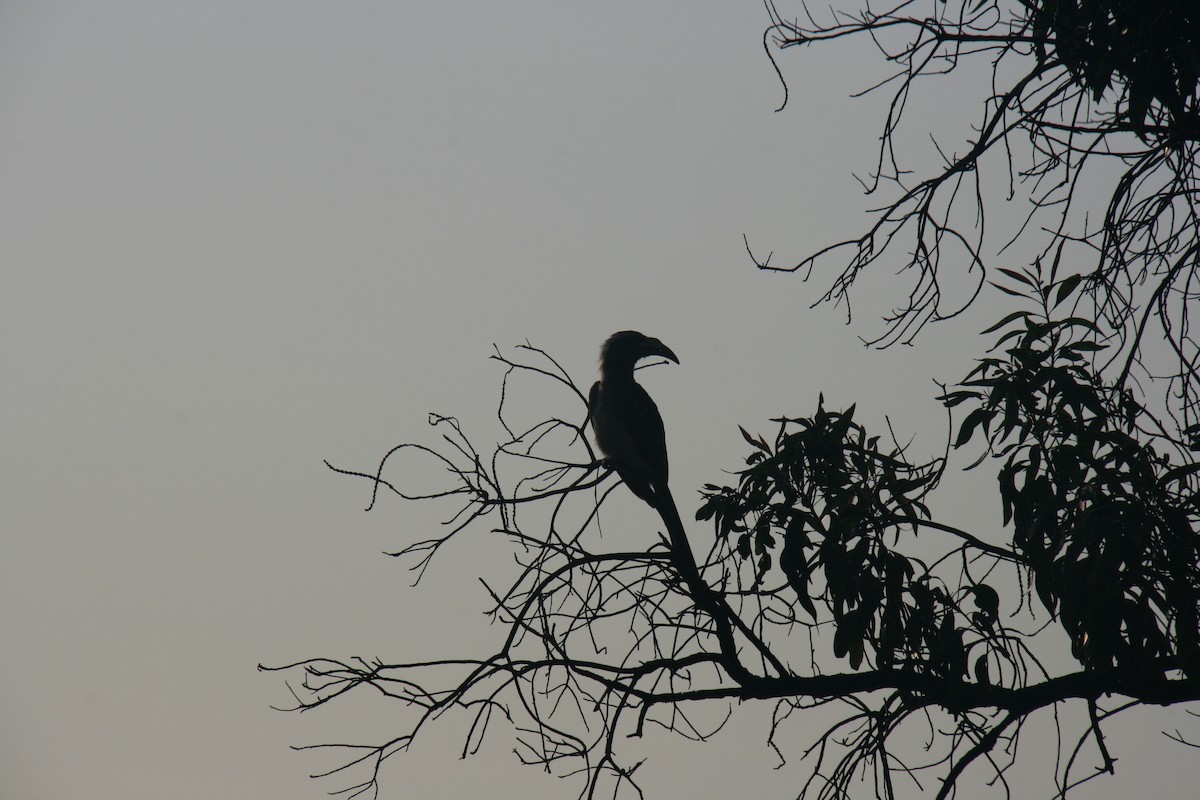 African Gray Hornbill - ML616948275