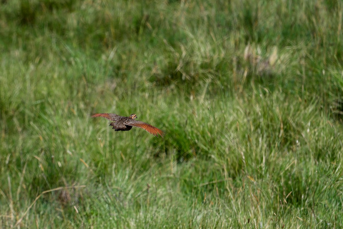 Francolín Etíope (elgonensis) - ML616948363