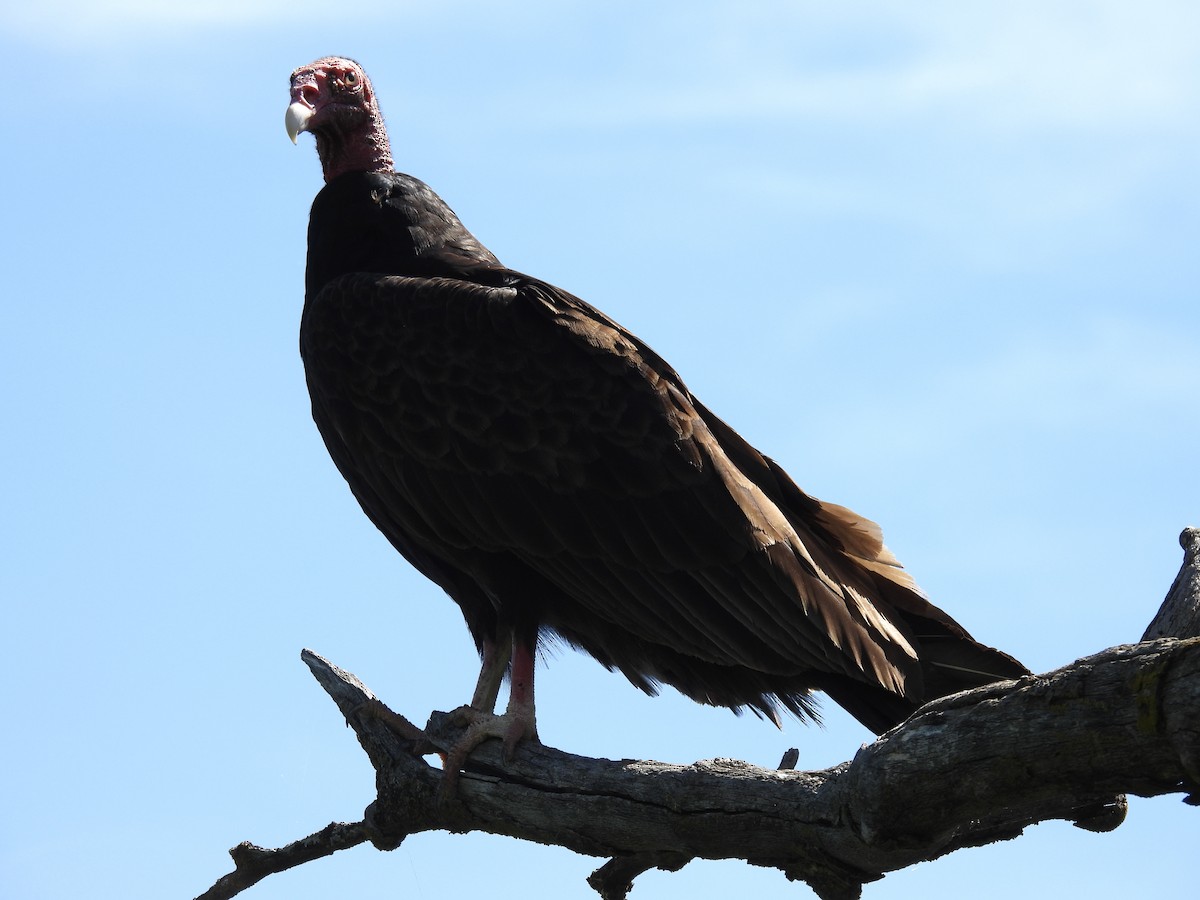 Turkey Vulture - Kathleen Dvorak