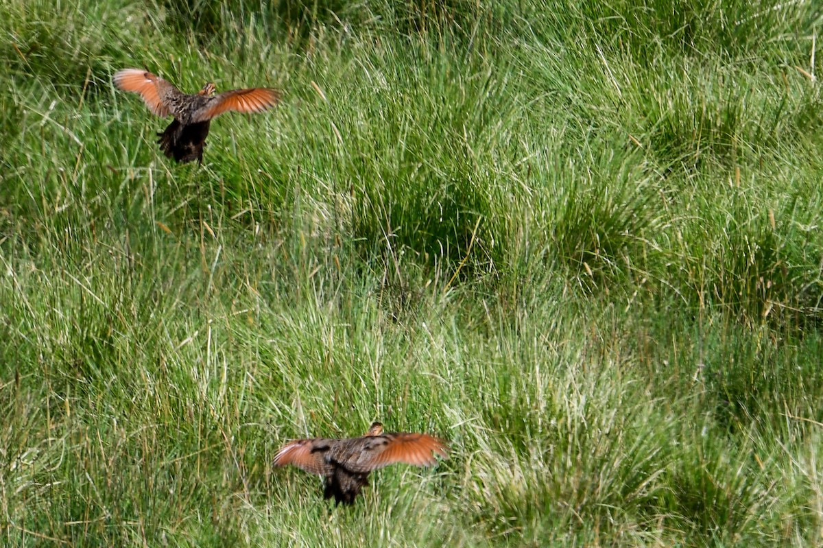 Elgon Francolin - ML616948372