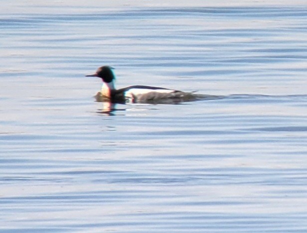 Red-breasted Merganser - Keith Corliss