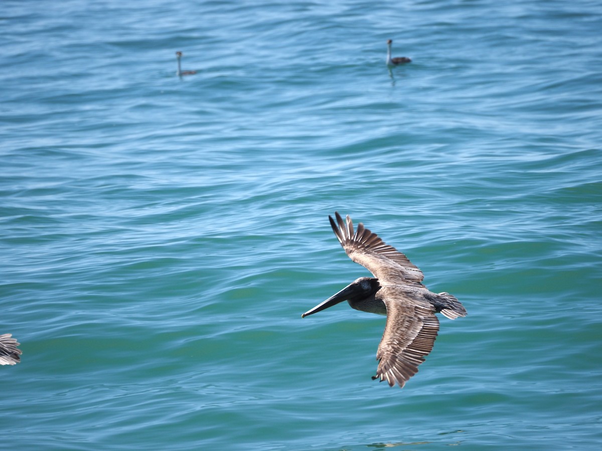 Brown Pelican - ML616948422