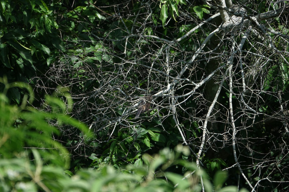 Ecuadorian Ground Dove - ML616948428