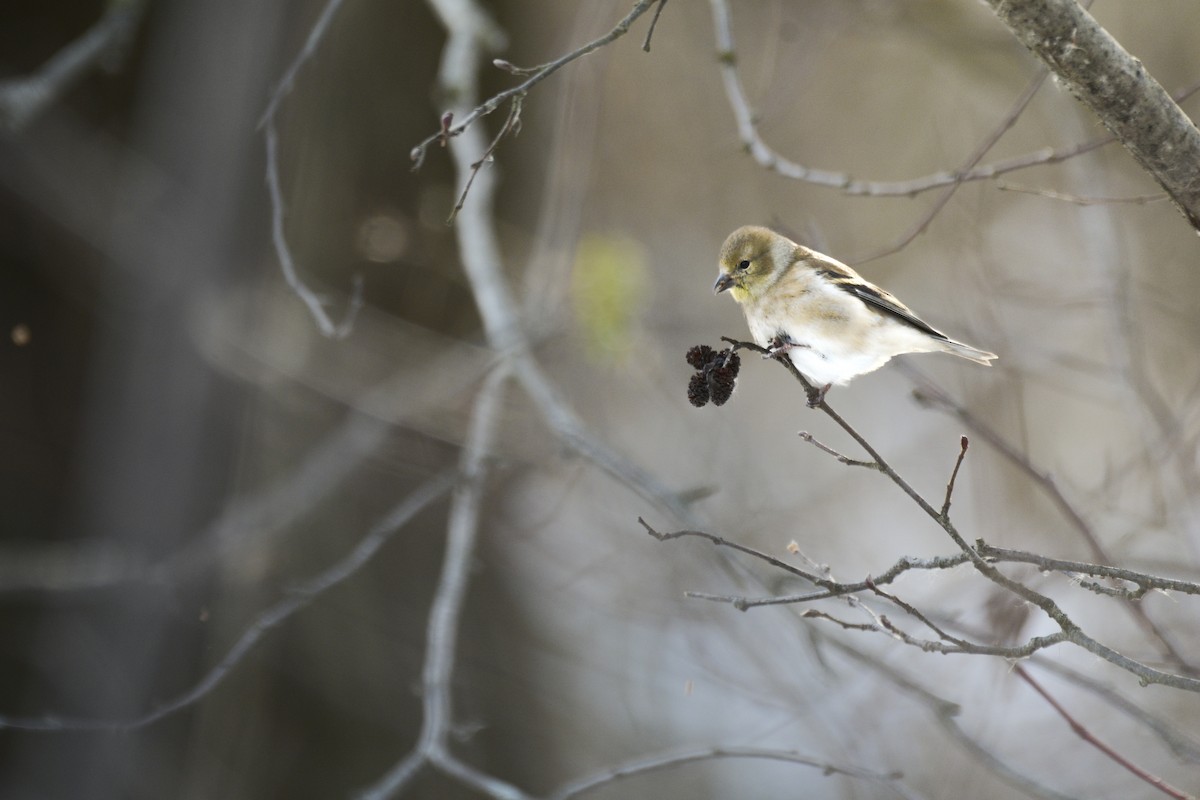 American Goldfinch - Jax Nasimok