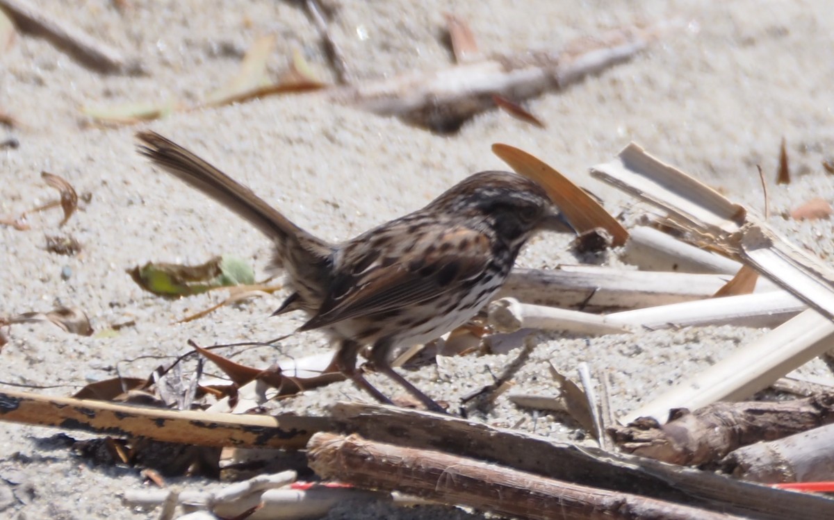 Song Sparrow - ML616948450