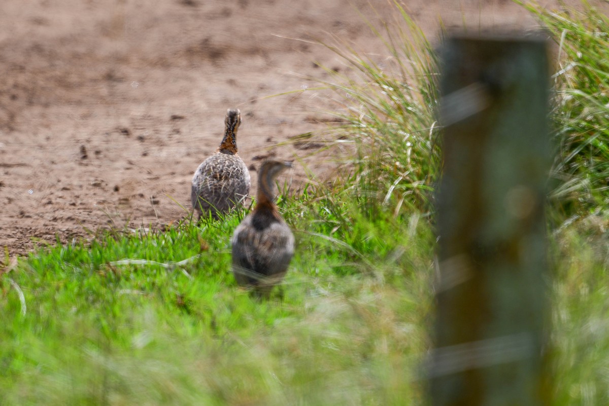 Elgon Francolin - ML616948482