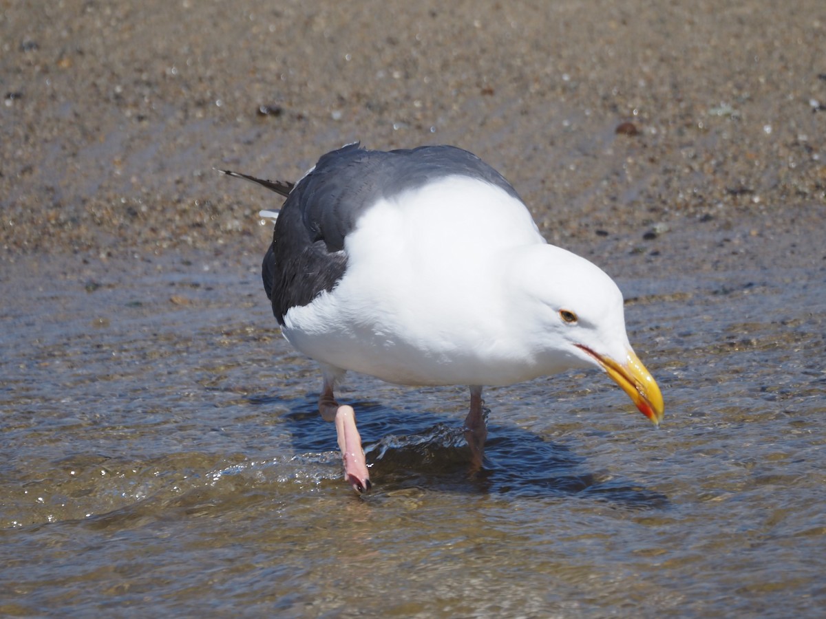 Western Gull - ML616948484