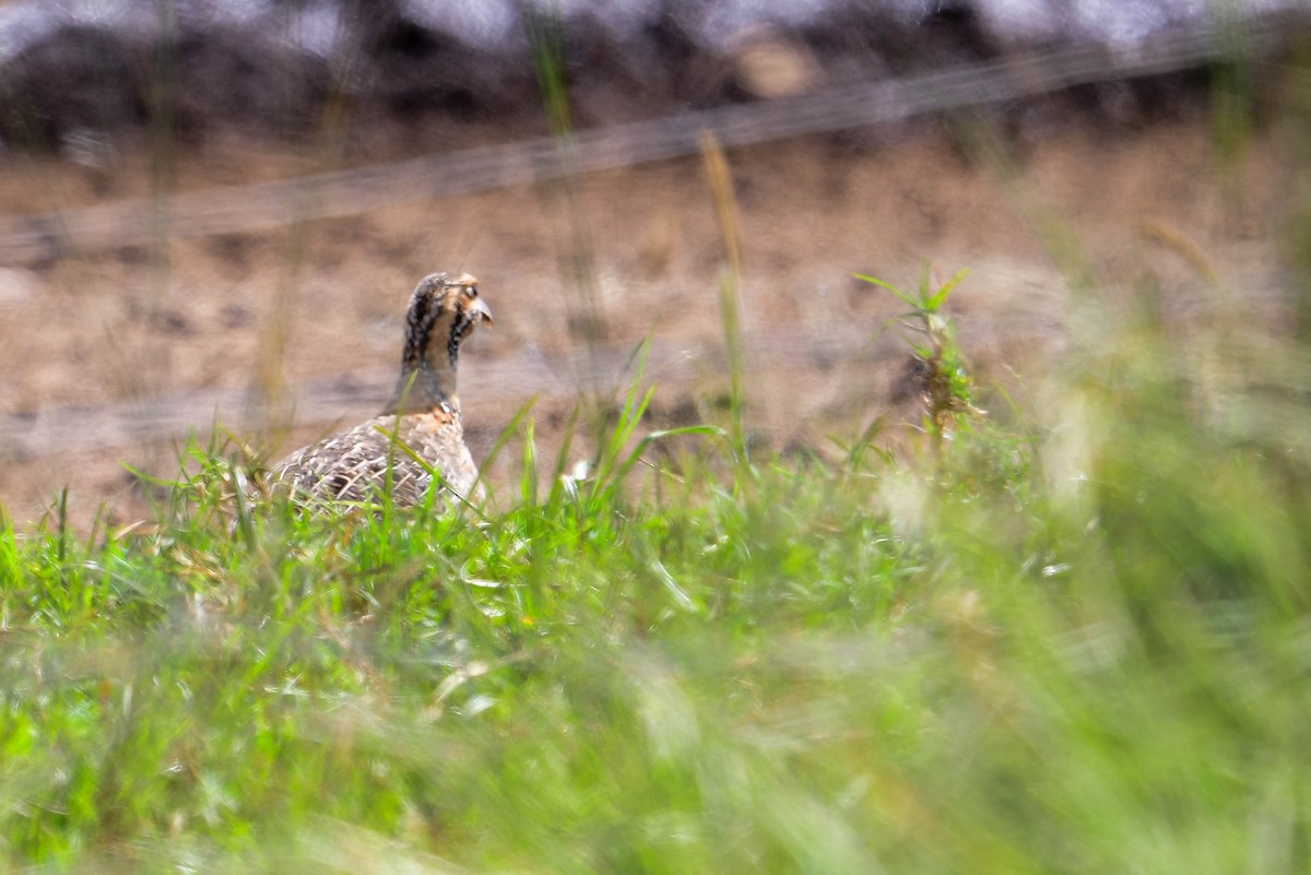 Elgon Francolin - ML616948489