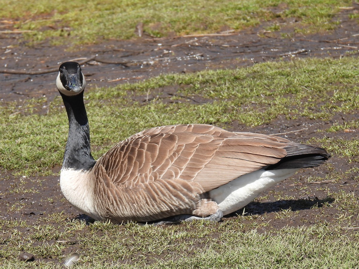 Canada Goose - ML616948533