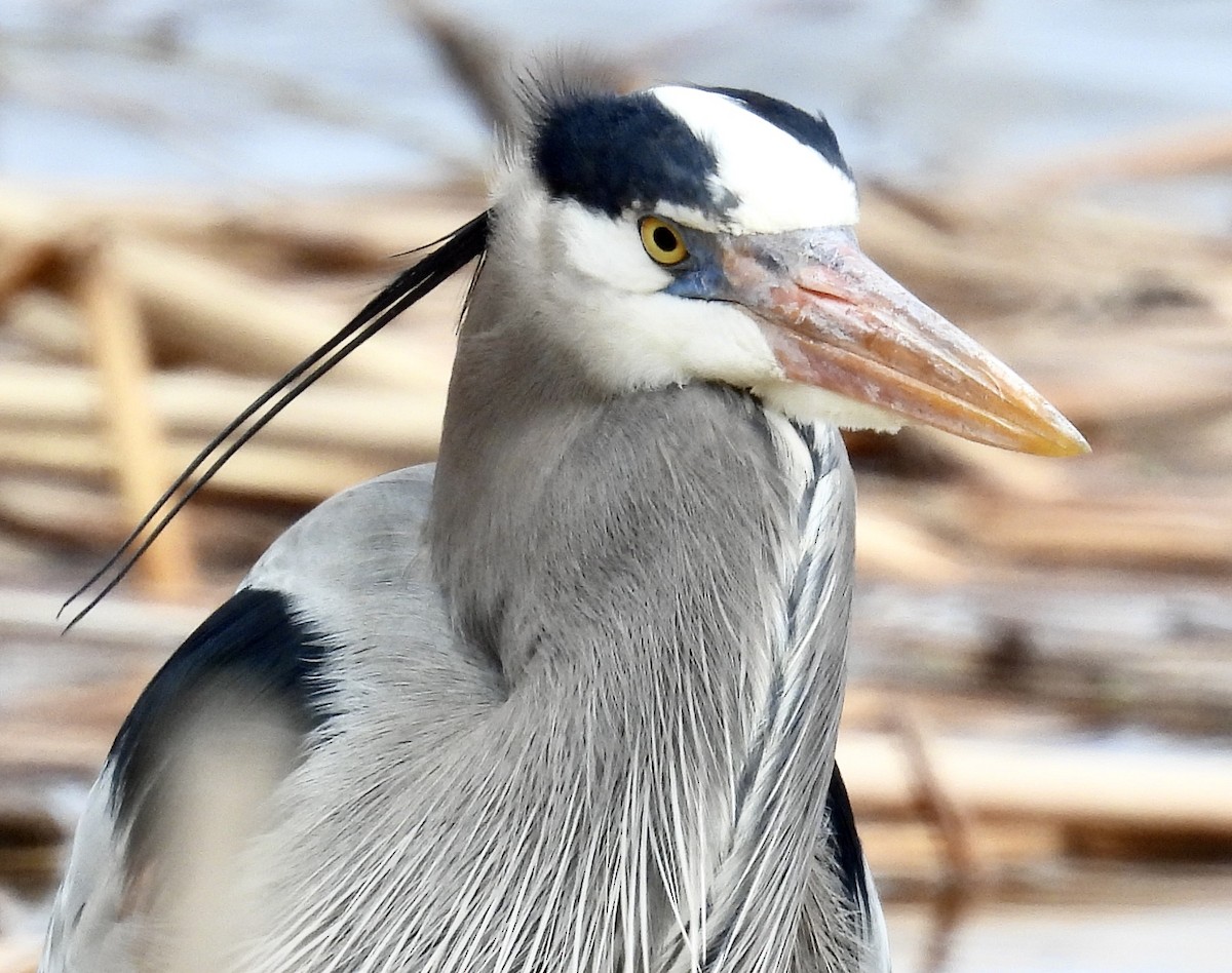 Great Blue Heron - Eunice Thein