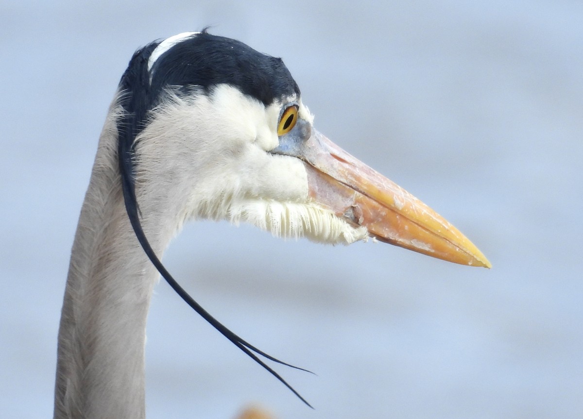 Great Blue Heron - Eunice Thein