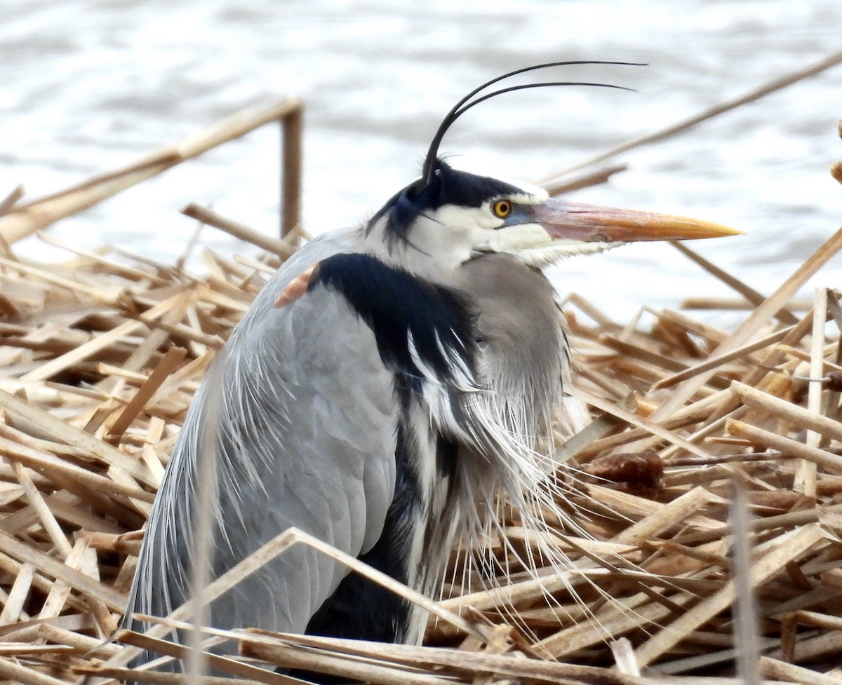 Great Blue Heron - Eunice Thein