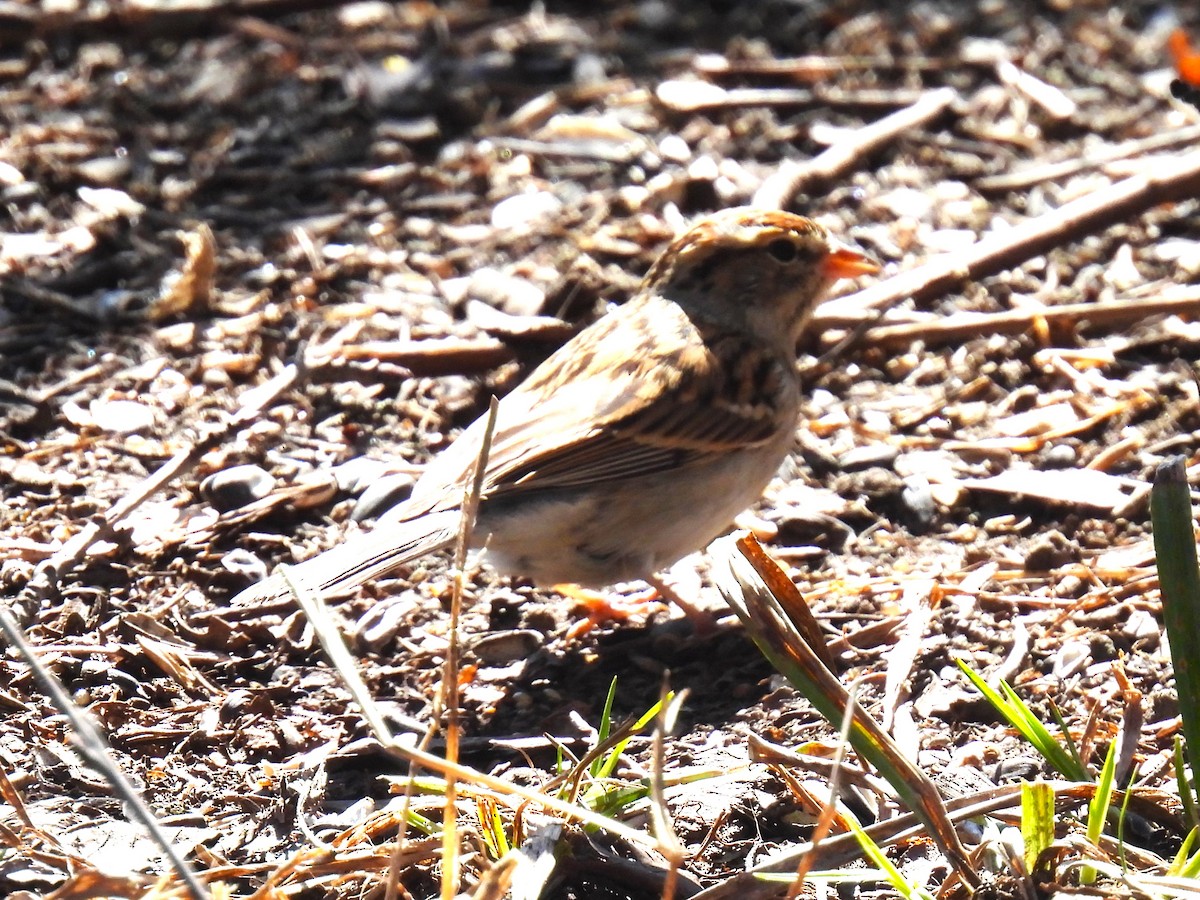 Chipping Sparrow - Gil Aburto-Avila