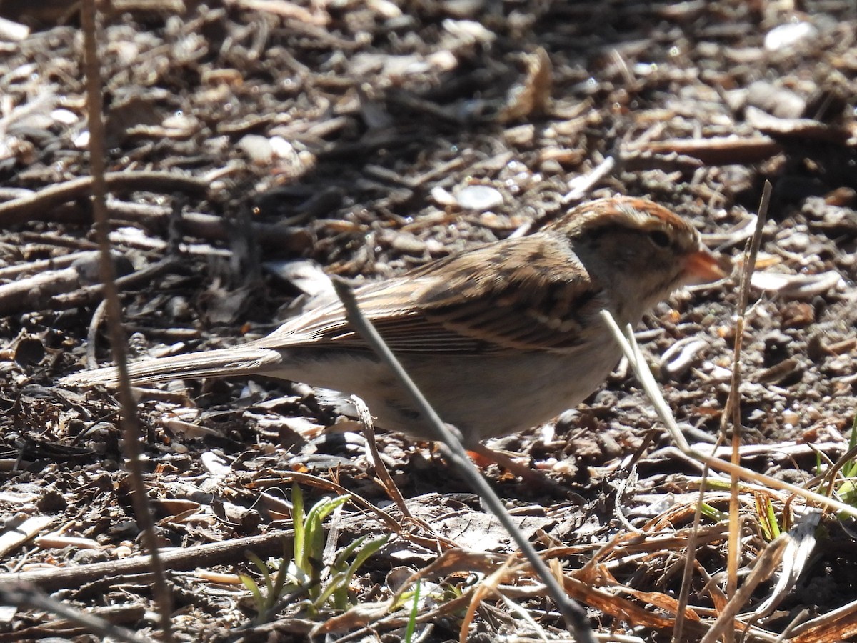 Chipping Sparrow - Gil Aburto-Avila