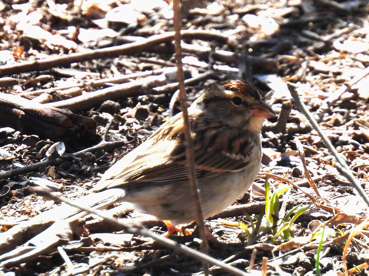 Chipping Sparrow - Gil Aburto-Avila