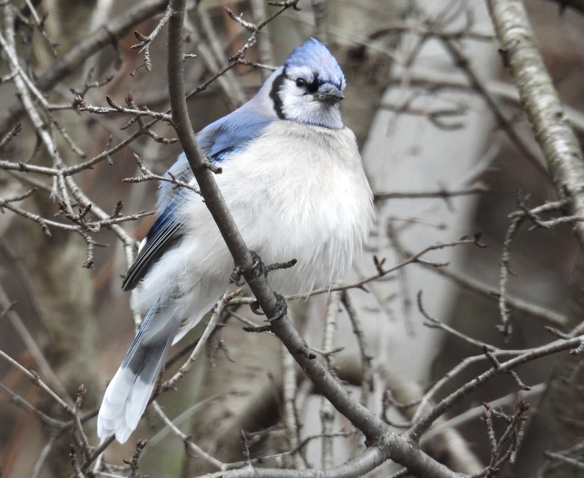 Blue Jay - Eunice Thein