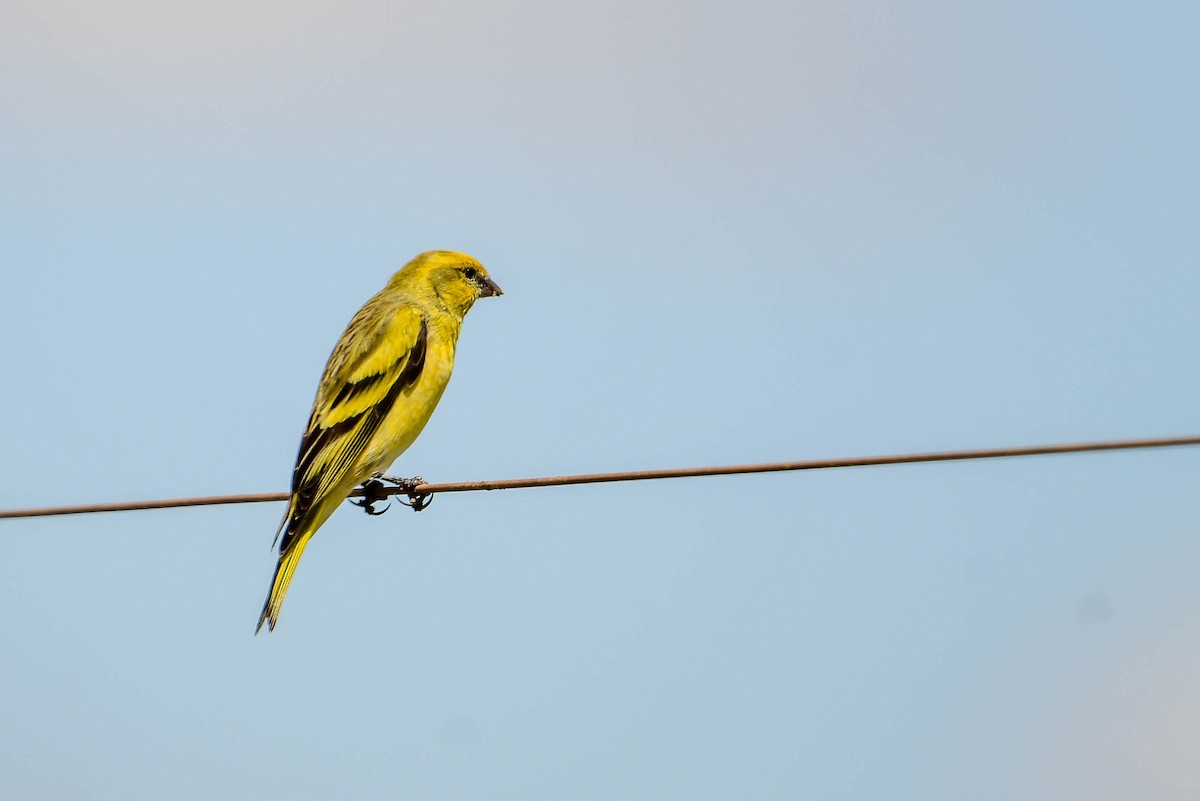 Serin à calotte jaune - ML616948592