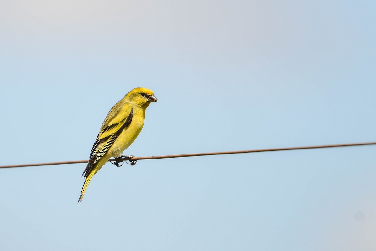 Serin à calotte jaune - ML616948593