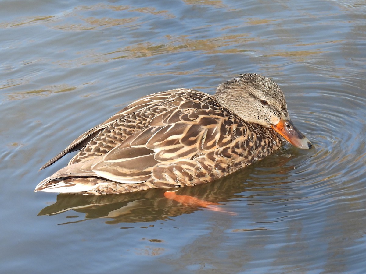 Mallard - Gil Aburto-Avila