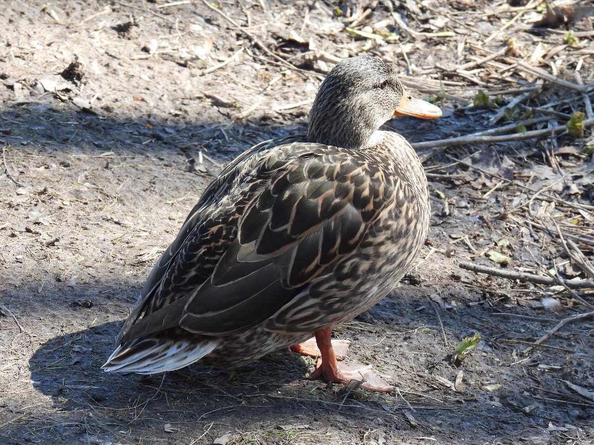 Mallard - Gil Aburto-Avila