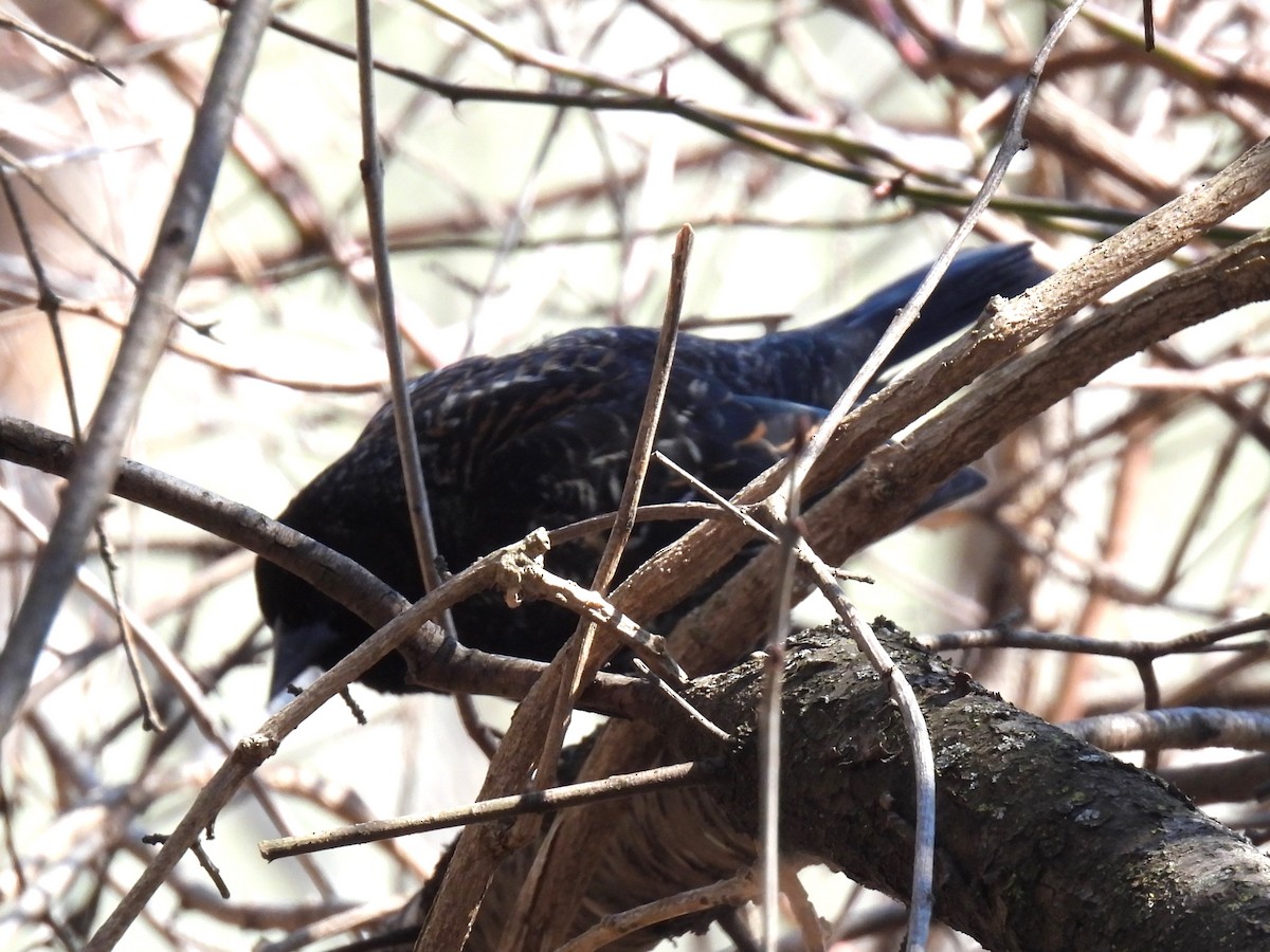 Red-winged Blackbird - Gil Aburto-Avila