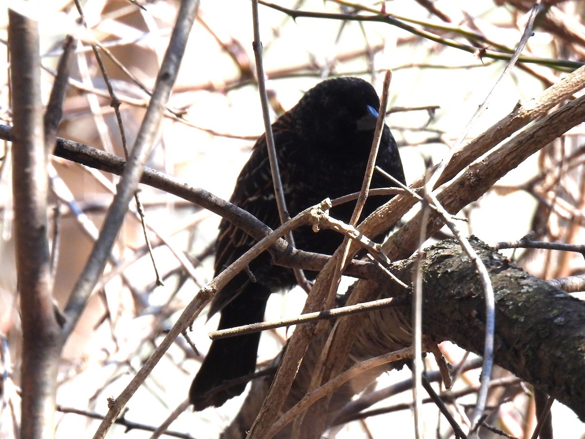 Red-winged Blackbird - Gil Aburto-Avila