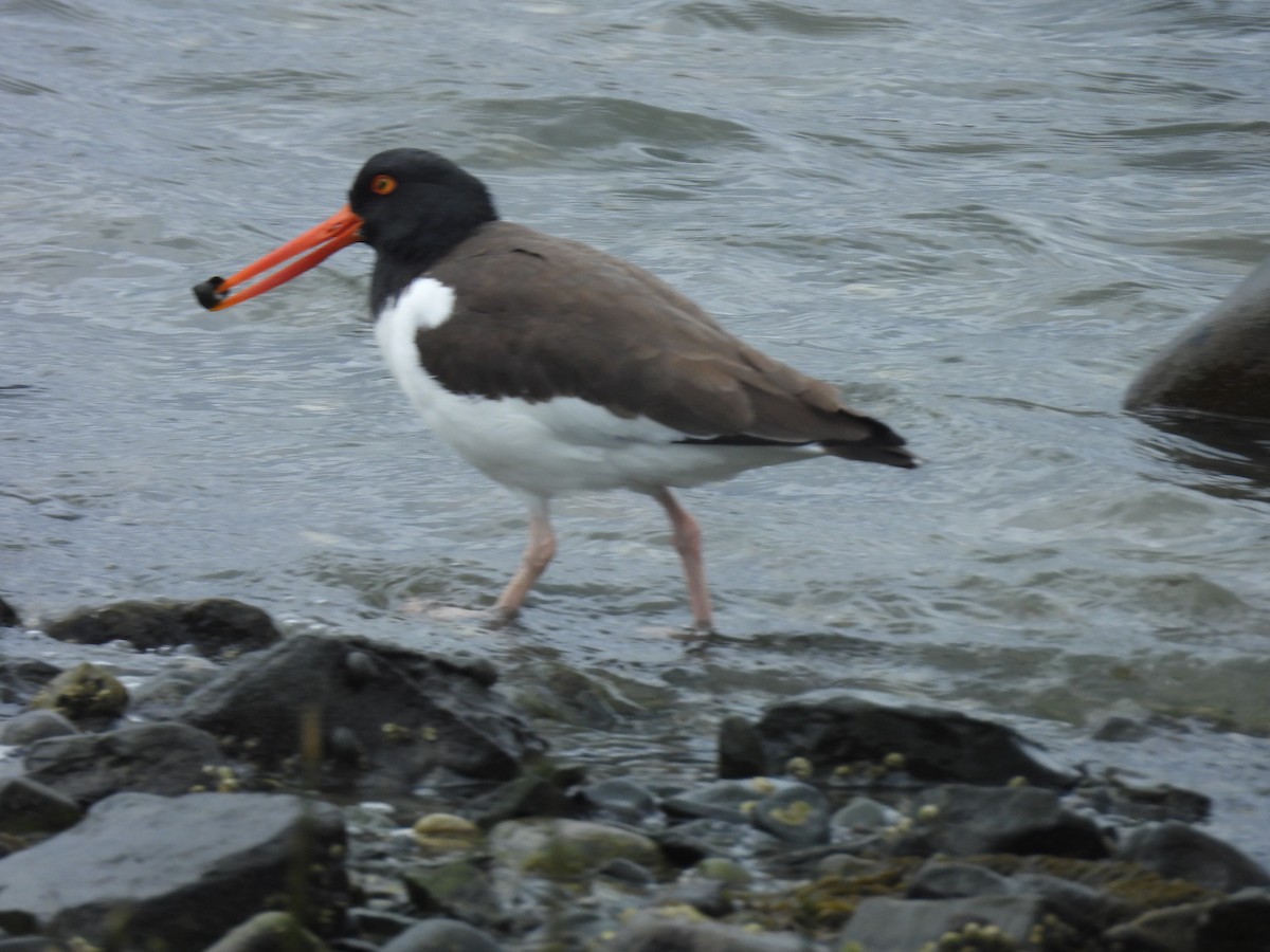 American Oystercatcher - ML616948658