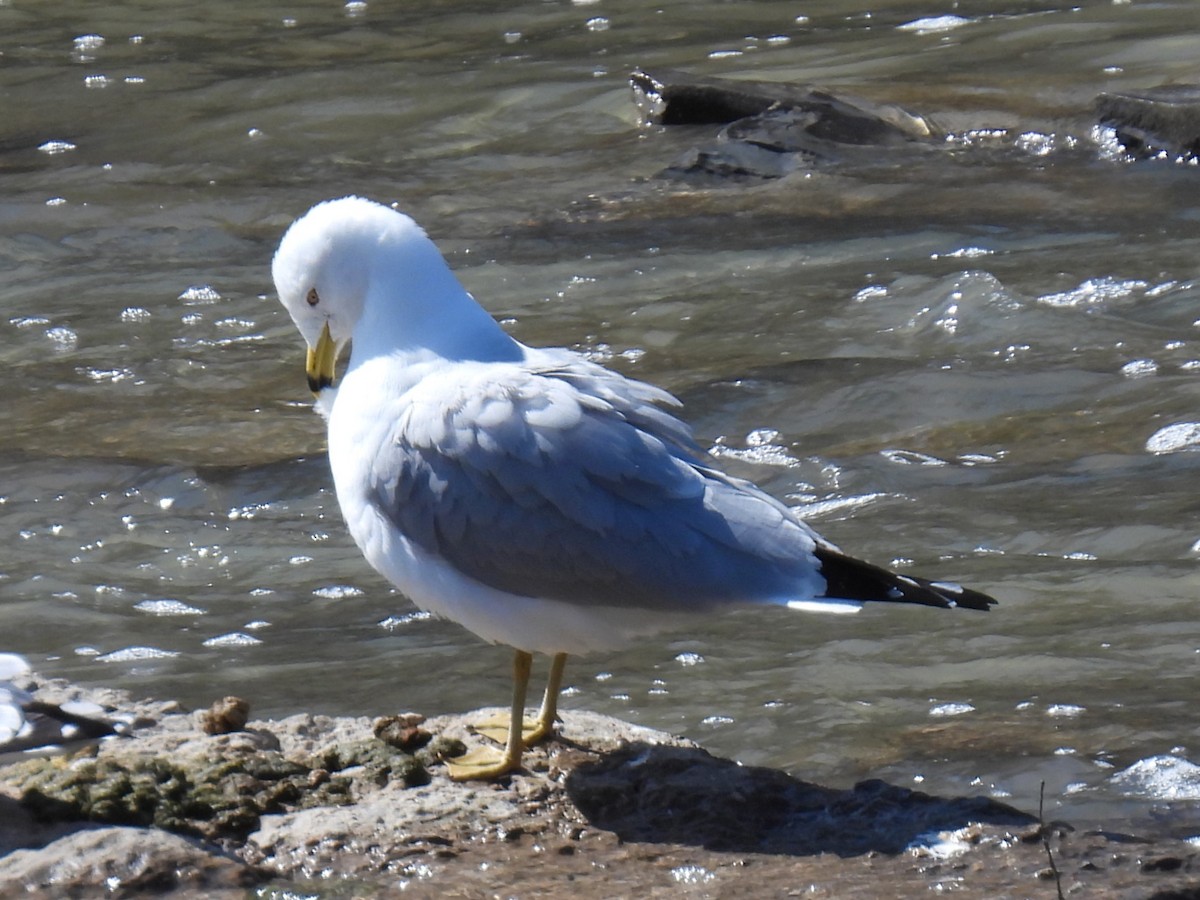 Ring-billed Gull - ML616948670