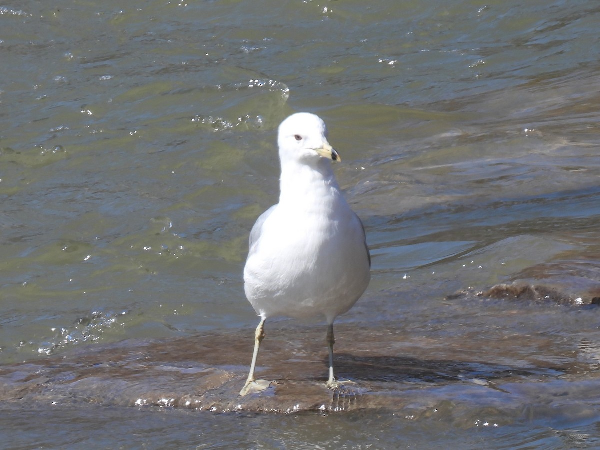 Ring-billed Gull - Gil Aburto-Avila