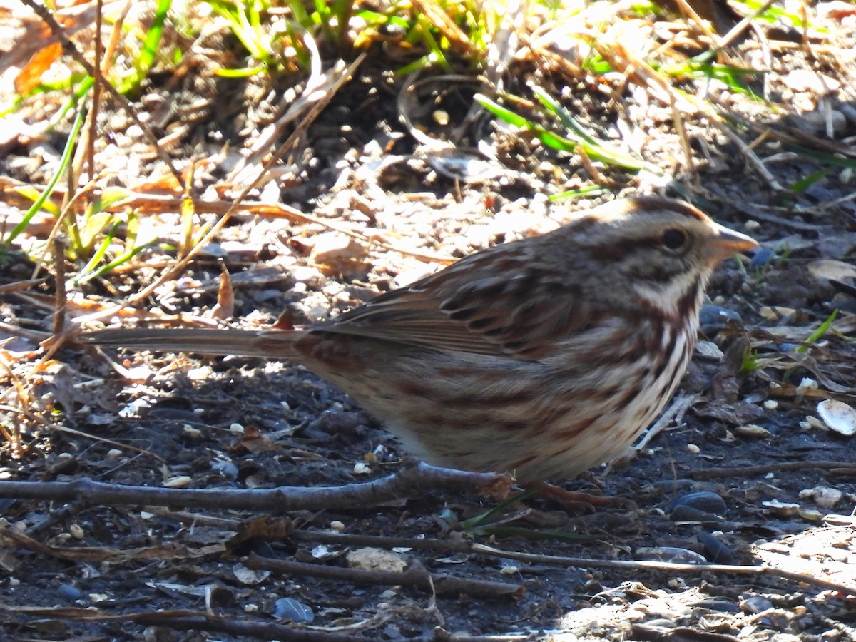 Song Sparrow - ML616948701