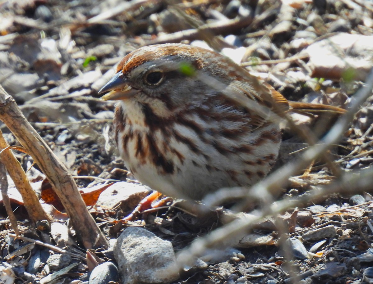 Song Sparrow - Gil Aburto-Avila