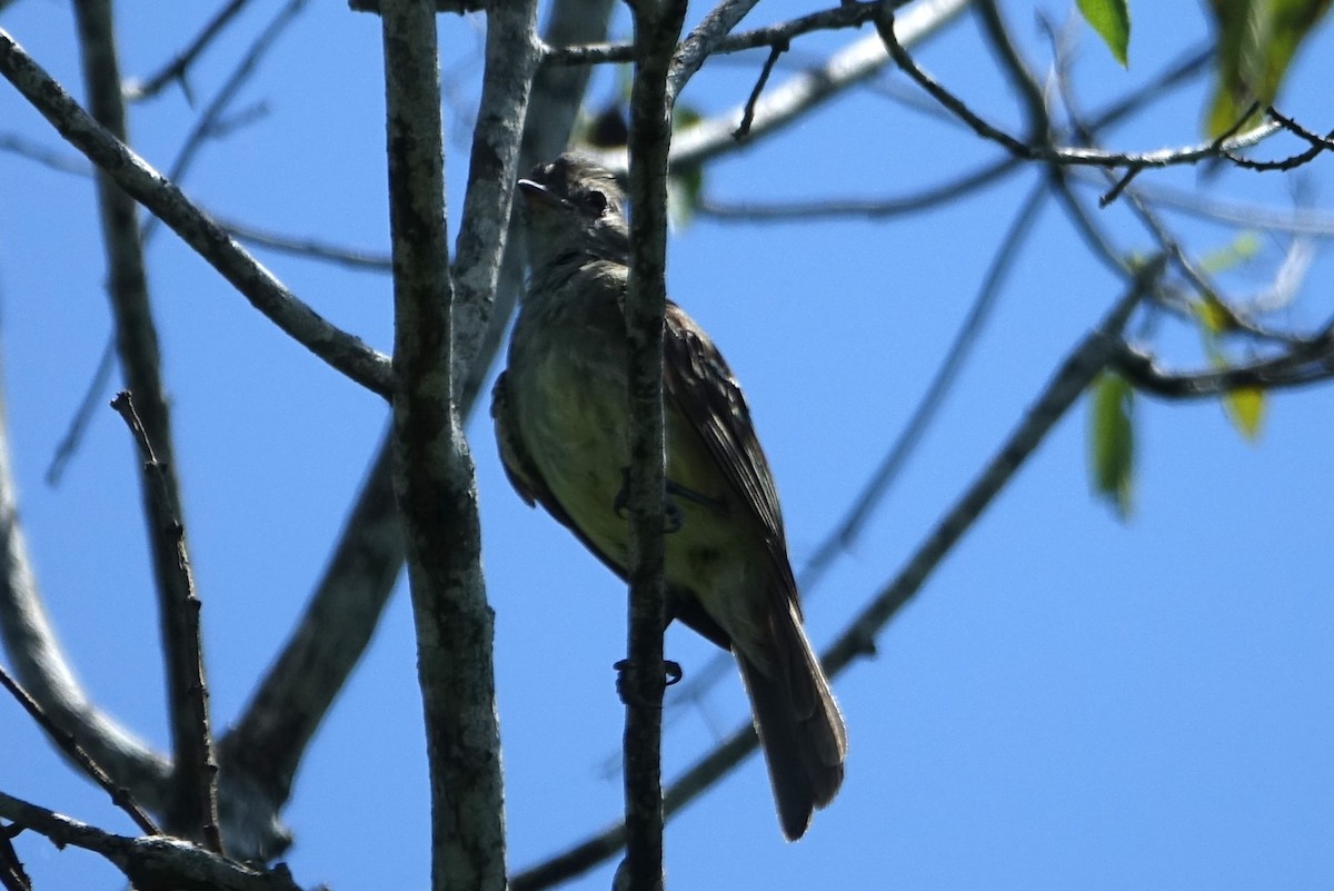 Yellow-bellied Elaenia - Martin Brookes