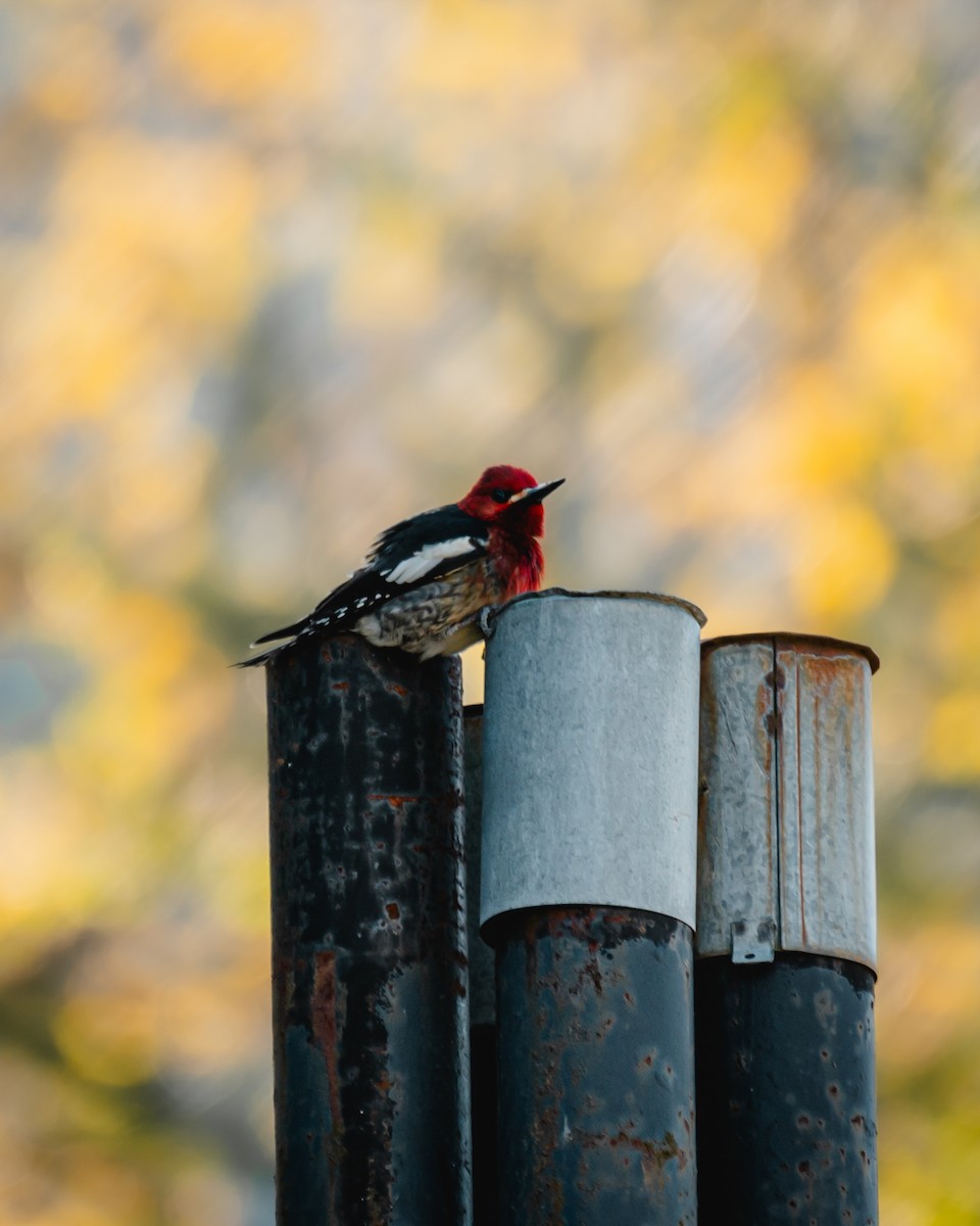 Red-breasted Sapsucker - ML616948754