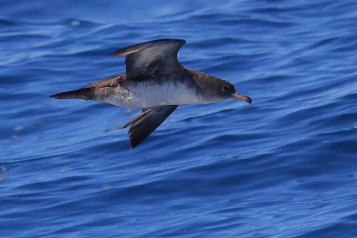 Pink-footed Shearwater - Keith Leland