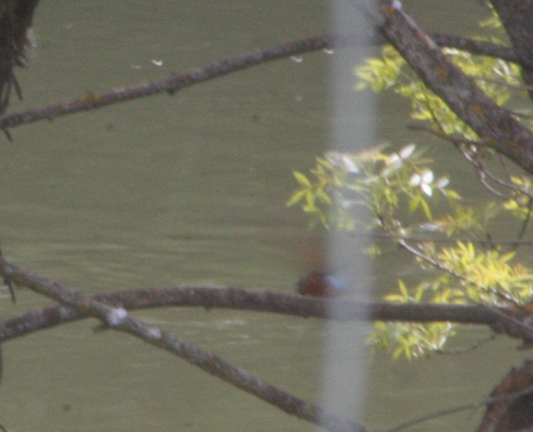 Common Kingfisher - Avery Chan