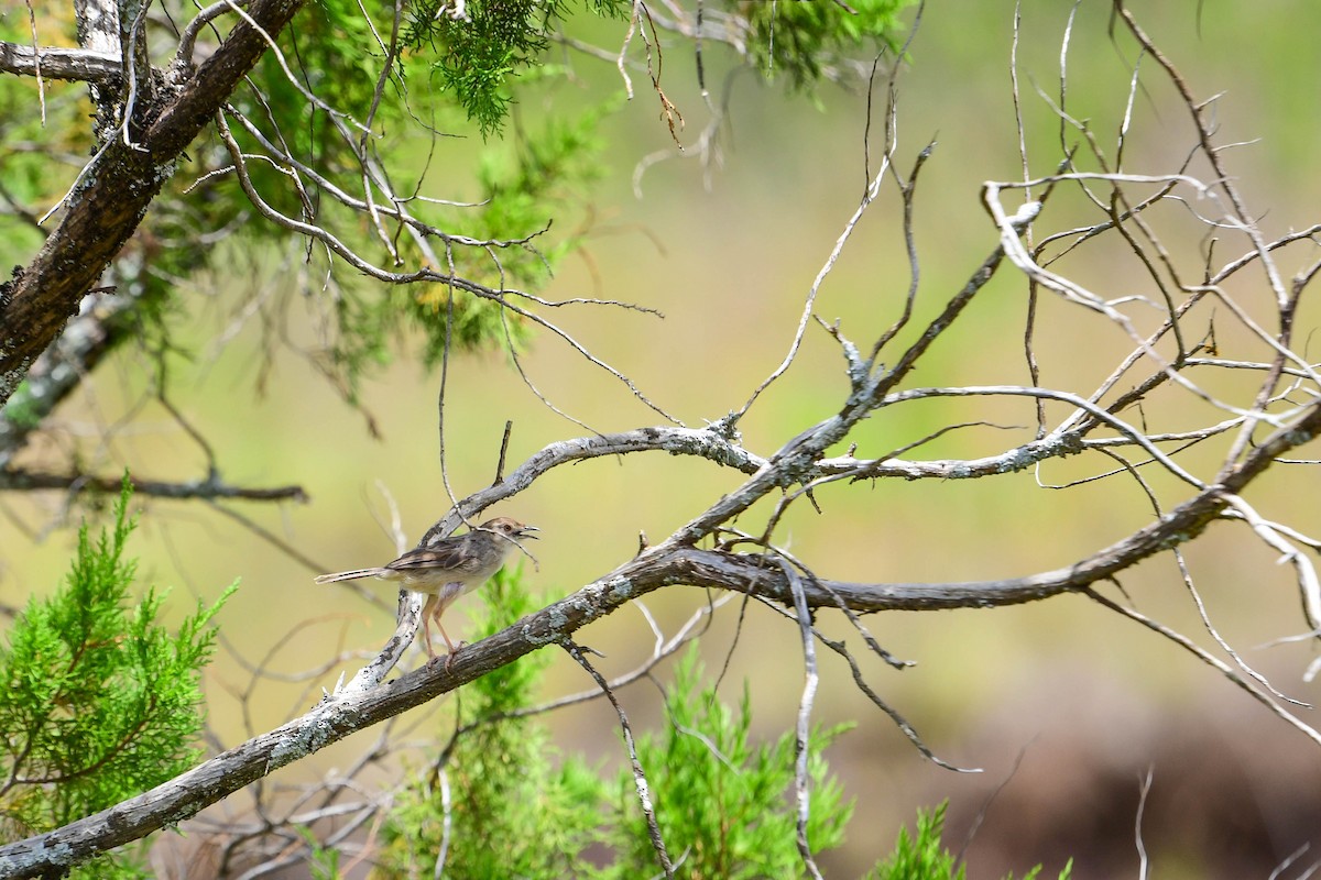 Boran Cisticola - Raphaël Nussbaumer